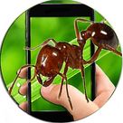 Ant Photo Simulator Prank