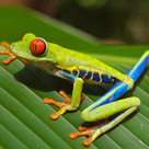 Amphibian species trivia quiz