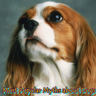 Most Popular Myths about Dogs