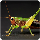Tettigoniidae (grasshopper) Sounds