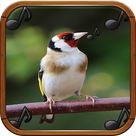 Goldfinch song