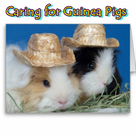 Caring for Guinea Pigs