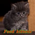 feed kittens