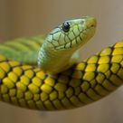 Reptile Species Trivia Quiz