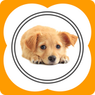 Dogs & Puppies - Behavior Training, Food and Proper Caring for Any Breed of Dog