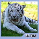 White Tiger Motivation Quotes