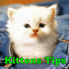 Kittens Tips