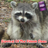 Survival Of The Fittest Clean