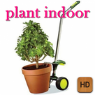 plant indoor tips