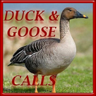 Duck and goose hunting calls