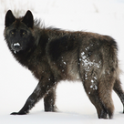 Black Wolf Sounds & Black Wolf Calls - Scary Sounds!
