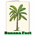 Banana Fact