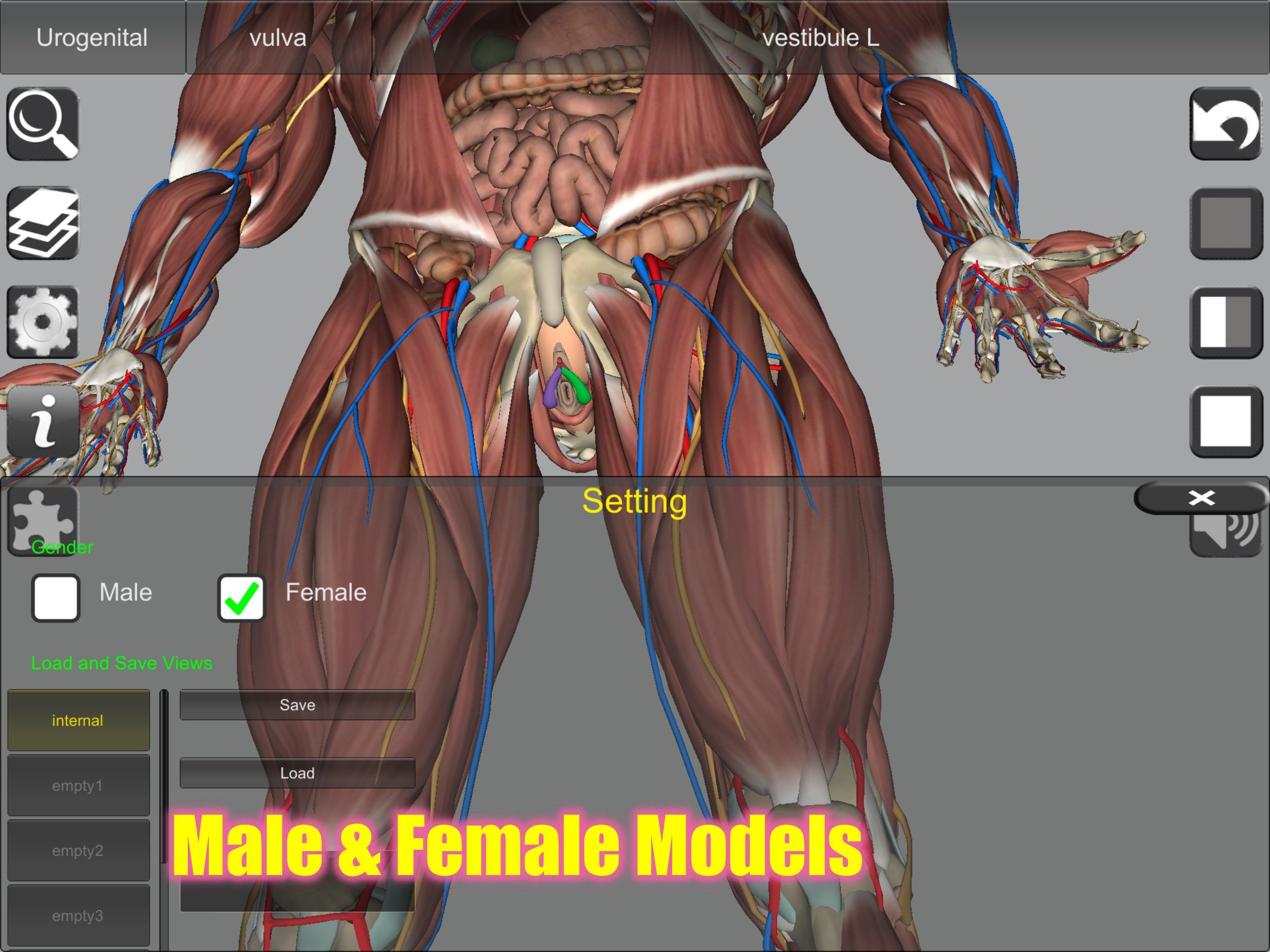 Male & Female models