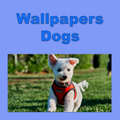 Wallpapers - Dogs