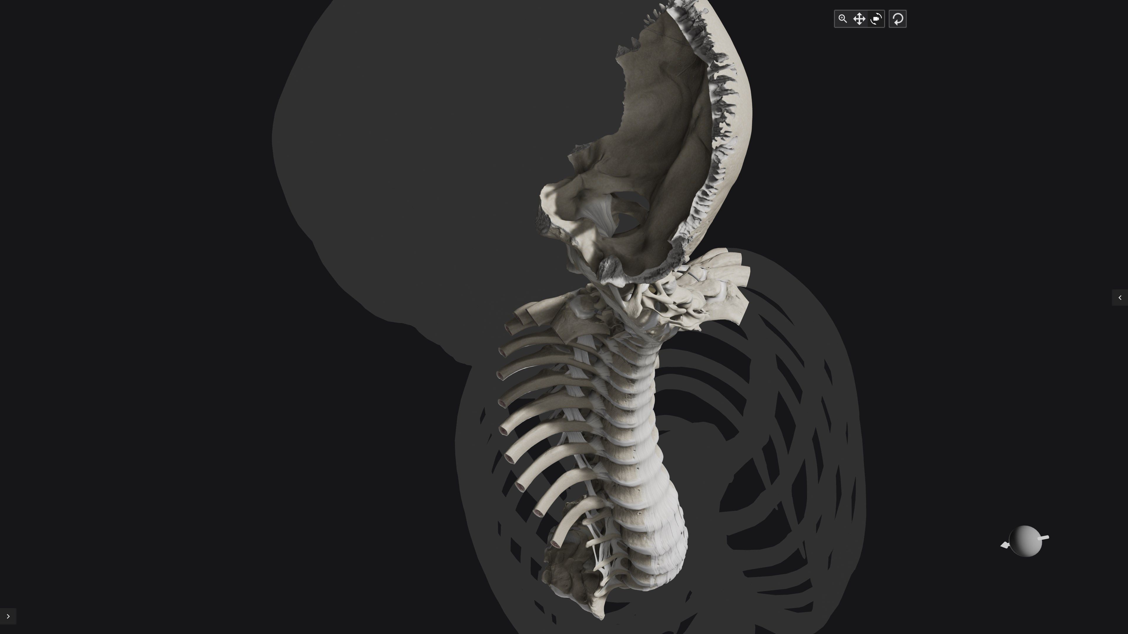 Biomechanics of the Spine