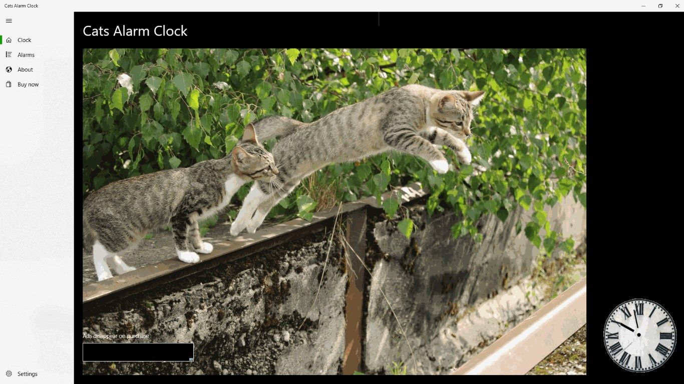 Cats Alarm Clock