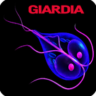 Giardia Infection