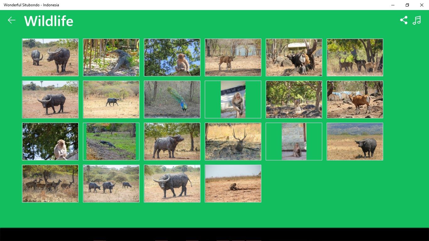 This menu shows the exotic pictures of endemic animals that can be found in Baluran National Park. There are some other activities of animals that worth to be visited. All of those can be seen in this category.