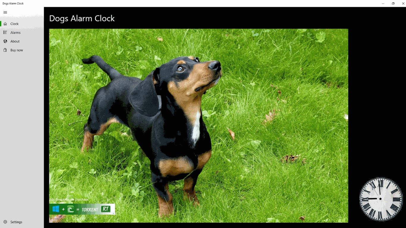 Dogs Alarm Clock