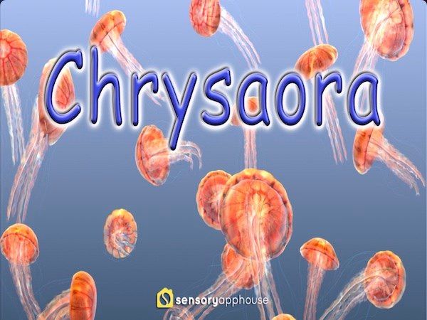 Jellyfish Chrysaora screenshot