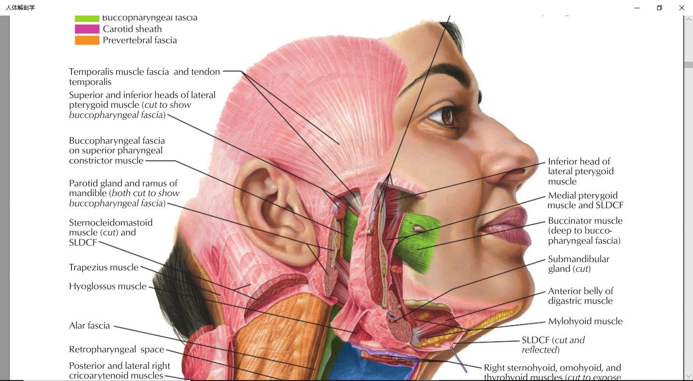 人体解剖学图谱2021专业版