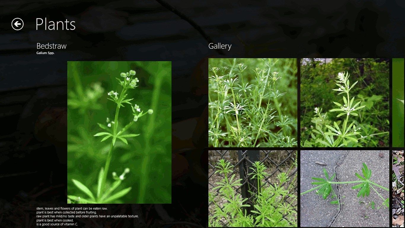 Bedstraw (Plants info screen)