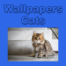 Wallpapers - Cats
