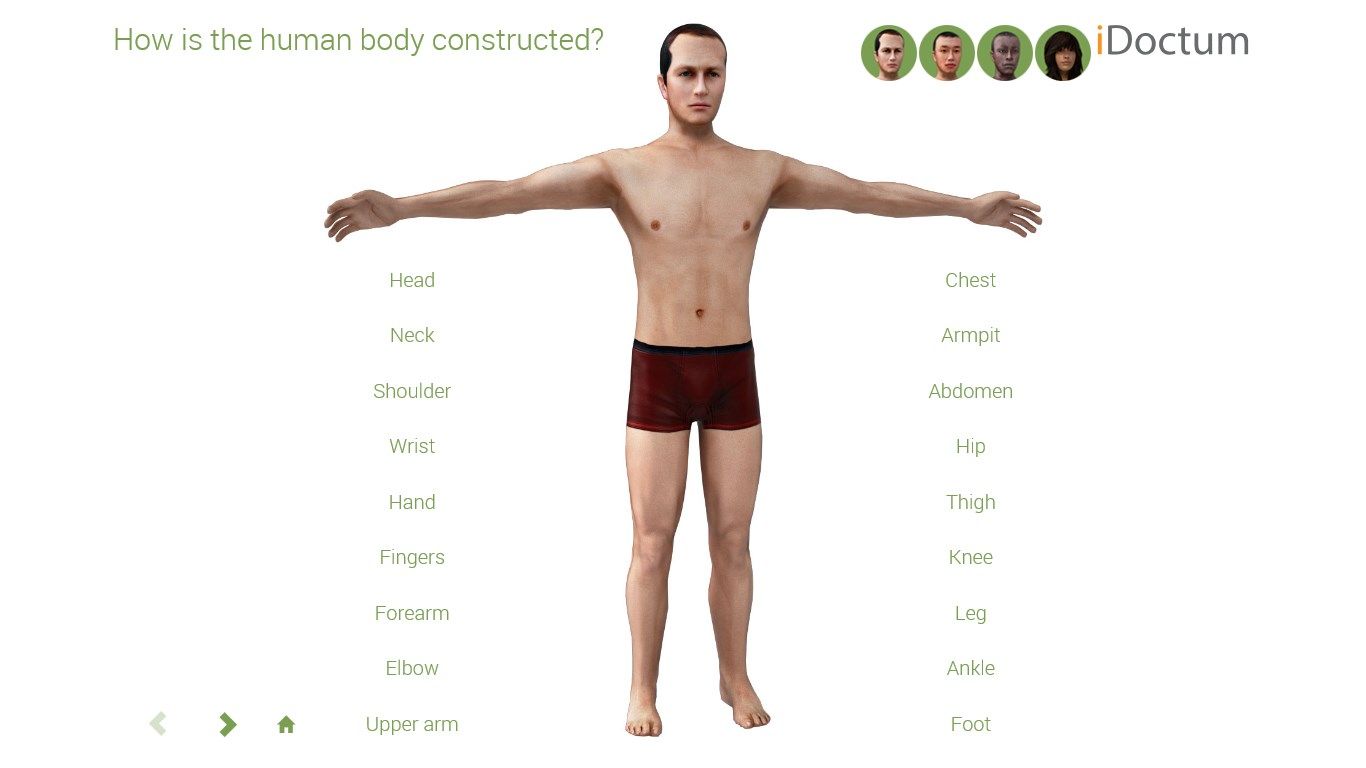 Biology - The human body