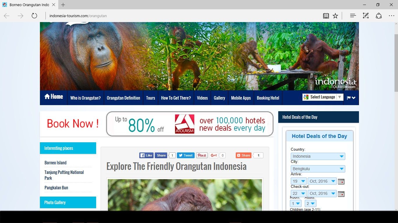 Menu website, allows you to connect with the website of Orangutan. The website come as well on Indonesia-tourism.com