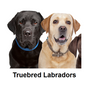 Truebred Labradors