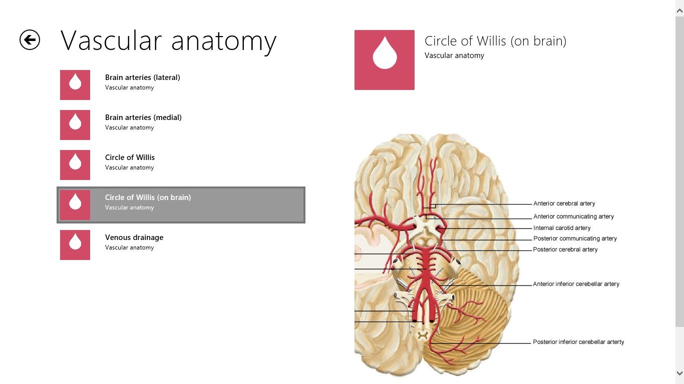 Vascular anatomical images