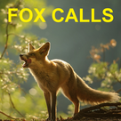 Predator Calls for Fox Hunting & Fox Calls & Fox Sounds