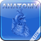 Human Anatomy - Internal Organs and Vessels Lite