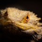 Perry's Bridge Reptile Park