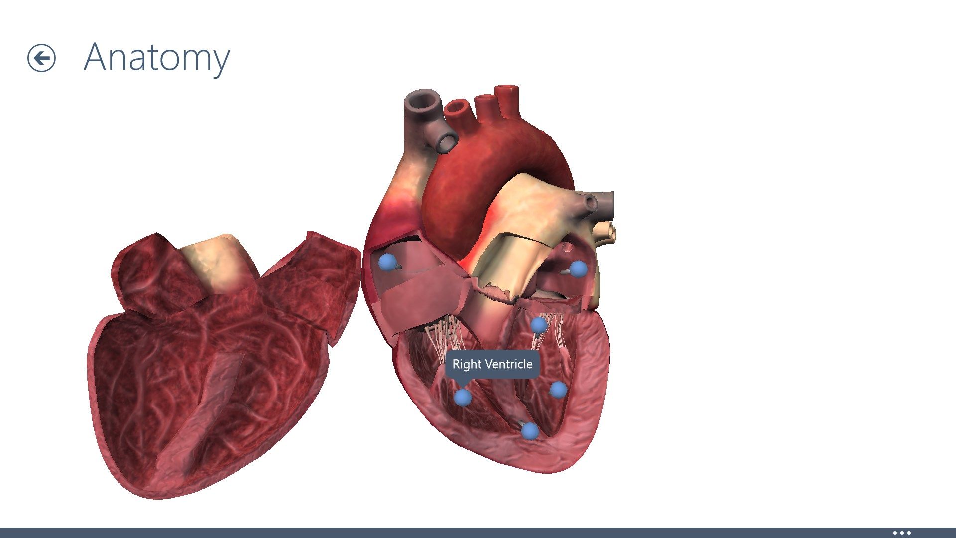 Interactive animated 3D model of beating heart