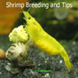 Shrimp Breeding and Tips