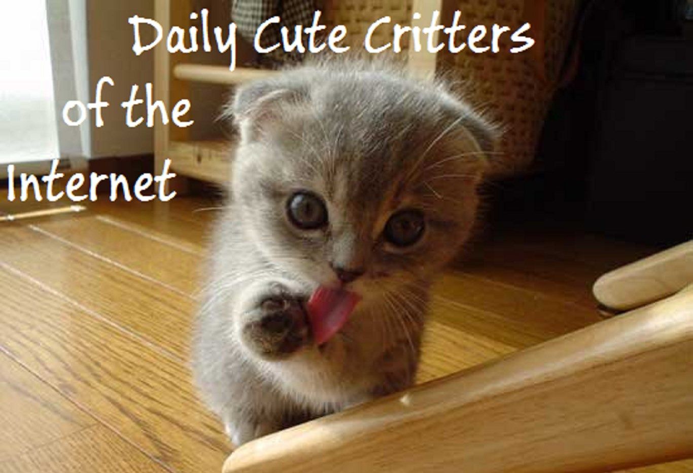Does your day need more kittens? You can expect to see lots more of these!