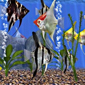 AngelFish Aquarium - Virtual Fish Tank