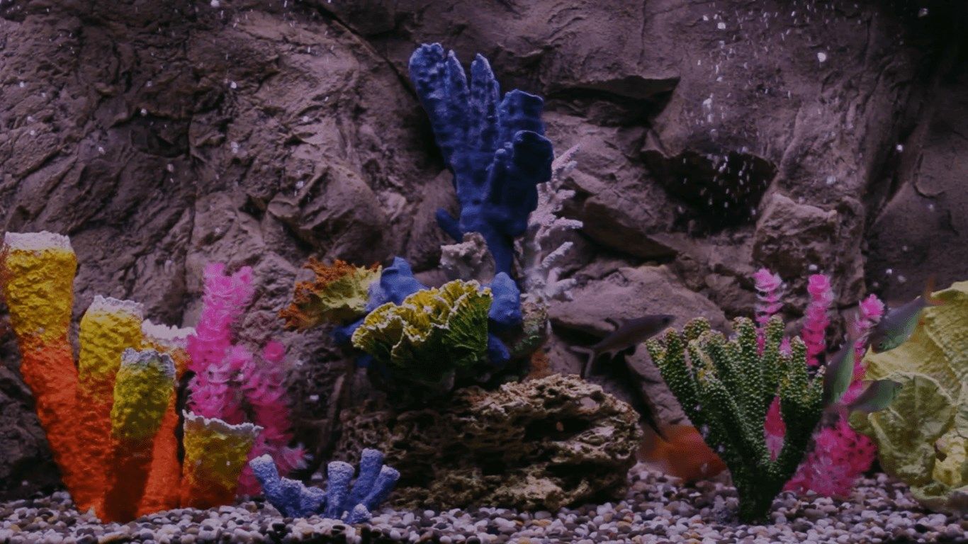 Real coral aquarium HD