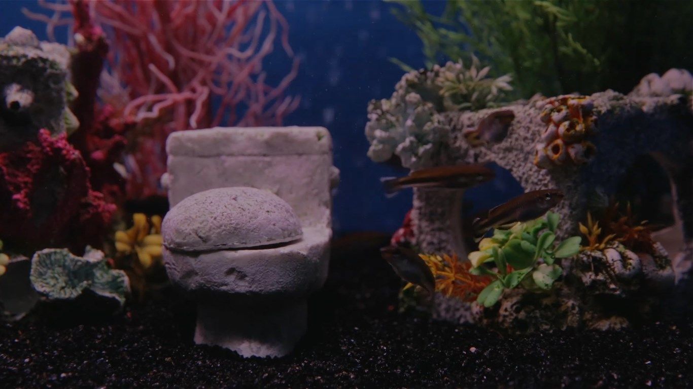 Toilet Tank Aquarium