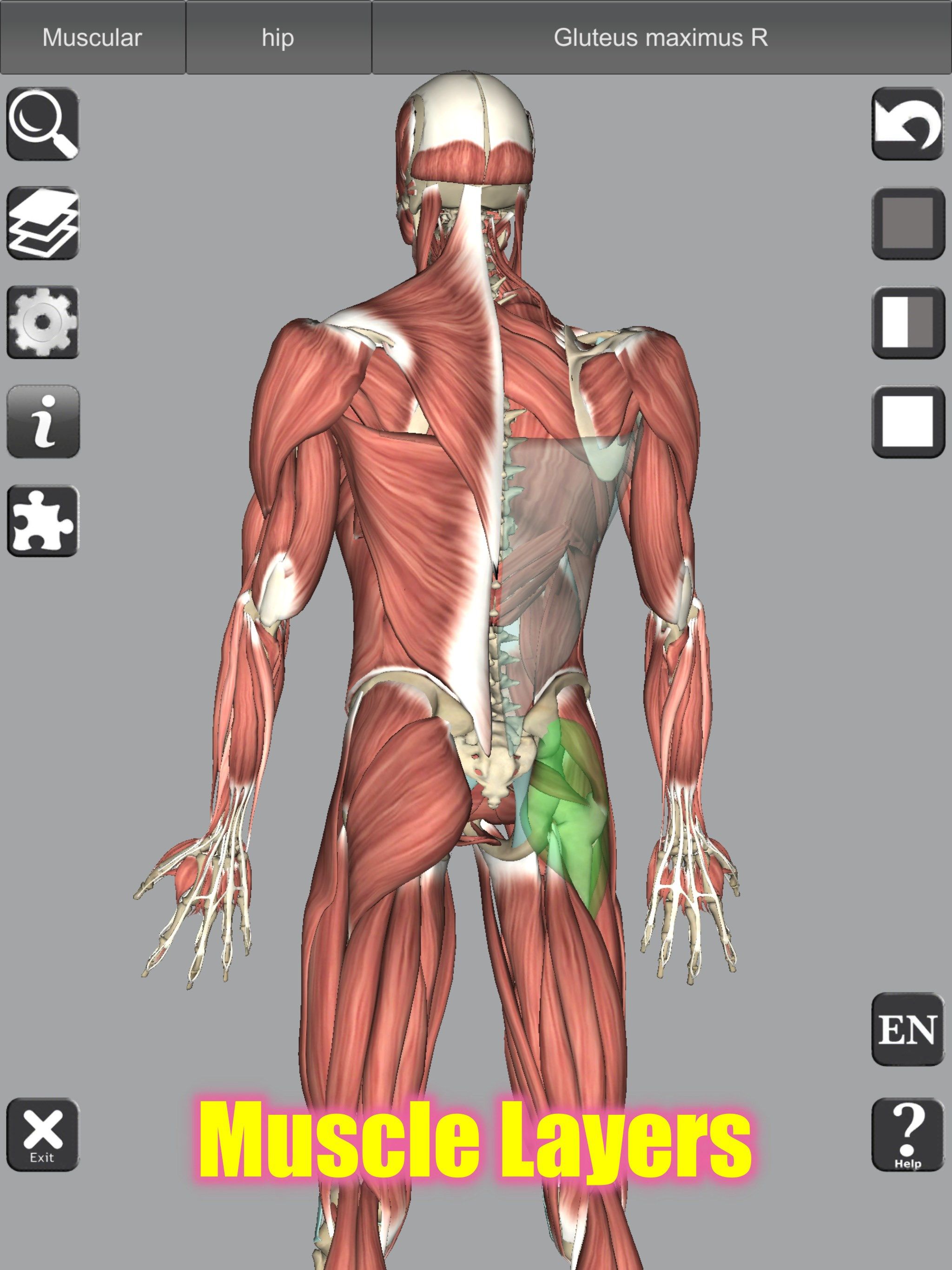 Muscle Layers