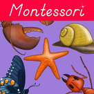 Montessori Zoology - Parts of Animals - Invertebrates