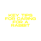 Key tips for caring for a rabbit