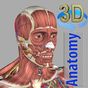 3D Human Anatomy