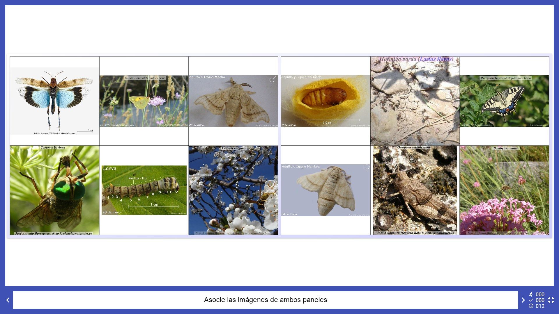 Actividad de correlación de imágenes de insectos