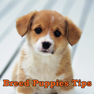 Breed Puppies Tips