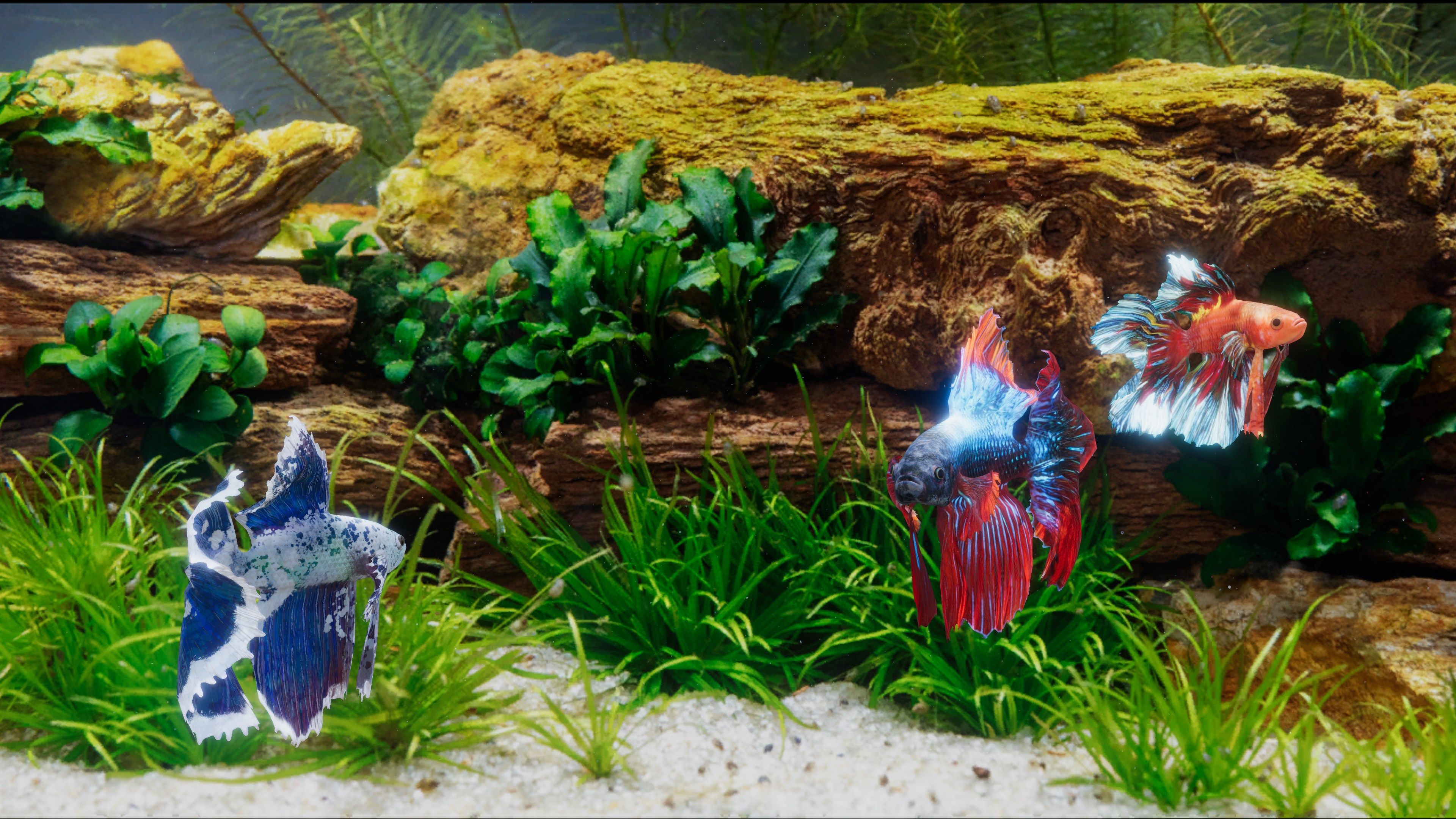 Betta Fish - Virtual Aquarium