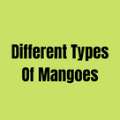 Different Types Of Mangoes
