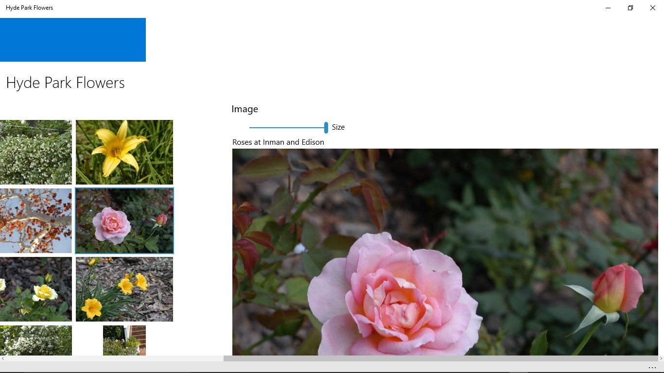The rose thumbnail has been tapped and the rose is displayed in a zoomed view.