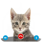 Incoming Call From Cat - Free Fake Simulator Id Pro